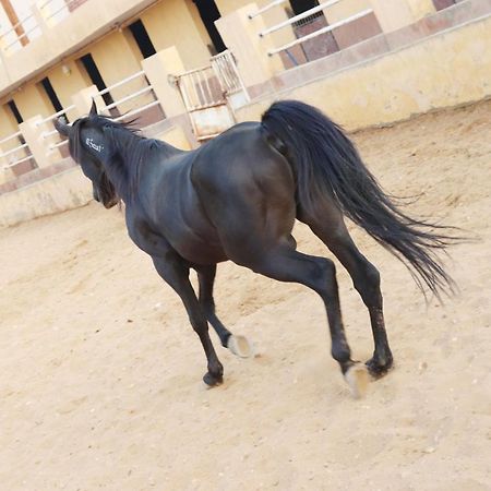 The Farm - Hotel & Horse Riding Cairo Exterior photo